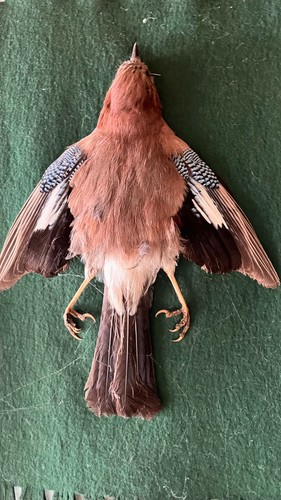 Vogelpräparat/Eichelhäher